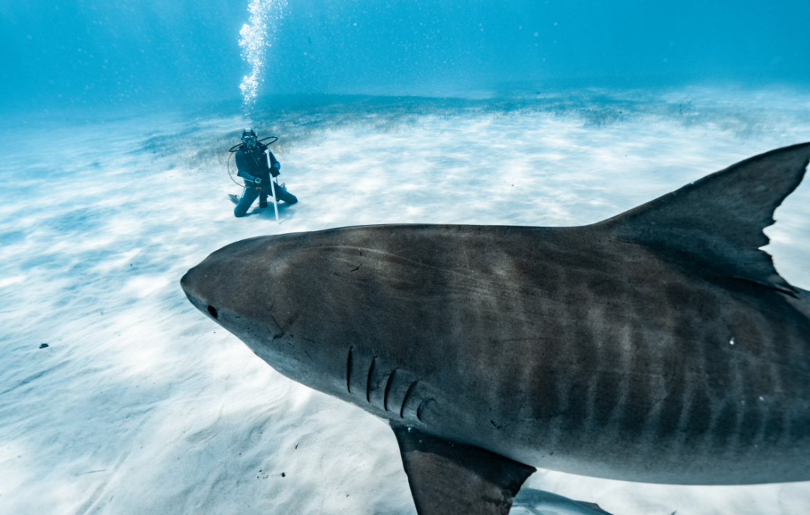 Life Underwater: The Moments That Make Scuba Diving Unforgettable