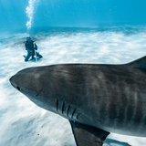 Life Underwater: The Moments That Make Scuba Diving Unforgettable